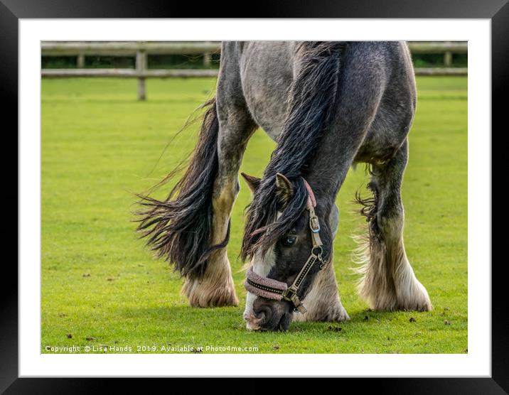 The Shire Horse Framed Mounted Print by Lisa Hands
