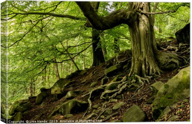 Twisted Roots - Padley Gorge, Derbyshire Canvas Print by Lisa Hands