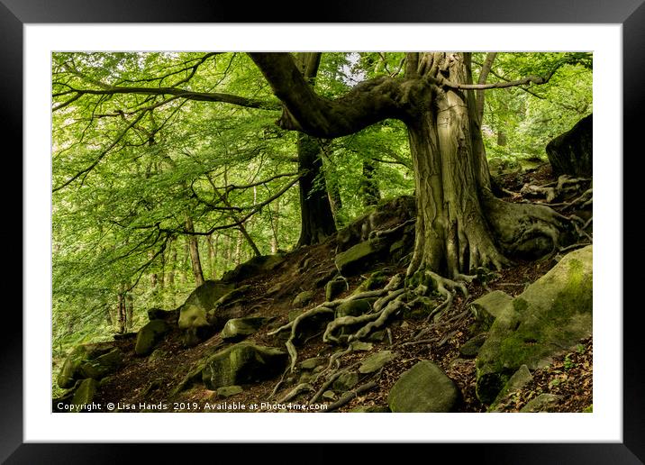 Twisted Roots - Padley Gorge, Derbyshire Framed Mounted Print by Lisa Hands