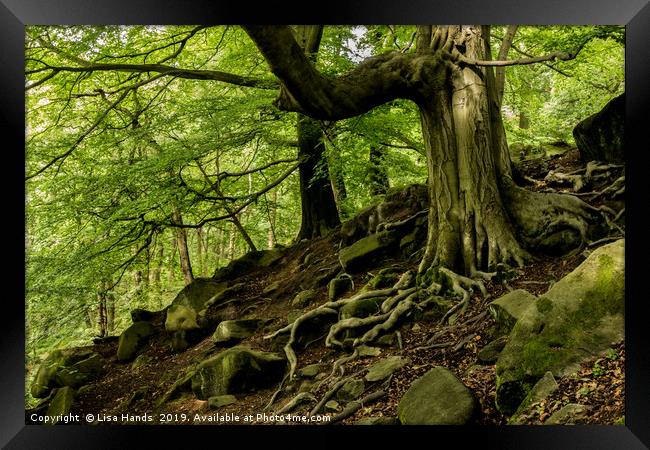 Twisted Roots - Padley Gorge, Derbyshire Framed Print by Lisa Hands