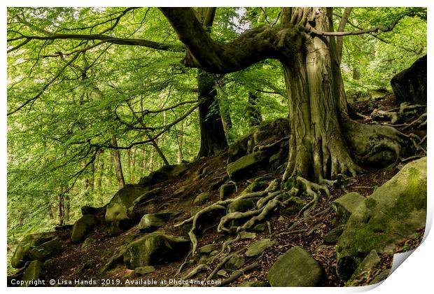 Twisted Roots - Padley Gorge, Derbyshire Print by Lisa Hands