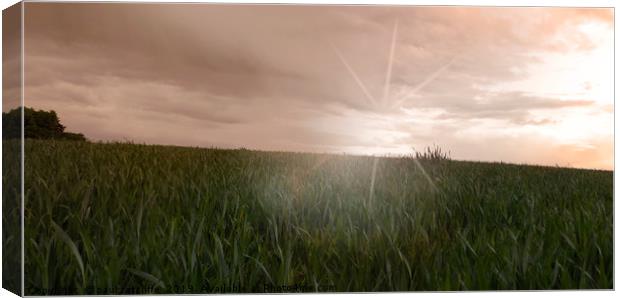 wheat field Canvas Print by paul ratcliffe