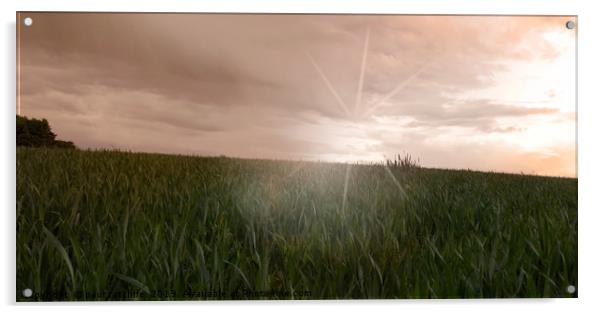 wheat field Acrylic by paul ratcliffe
