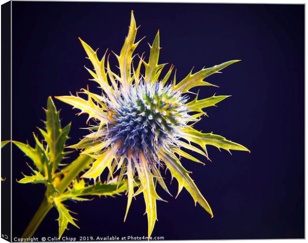 Sea holly Canvas Print by Colin Chipp