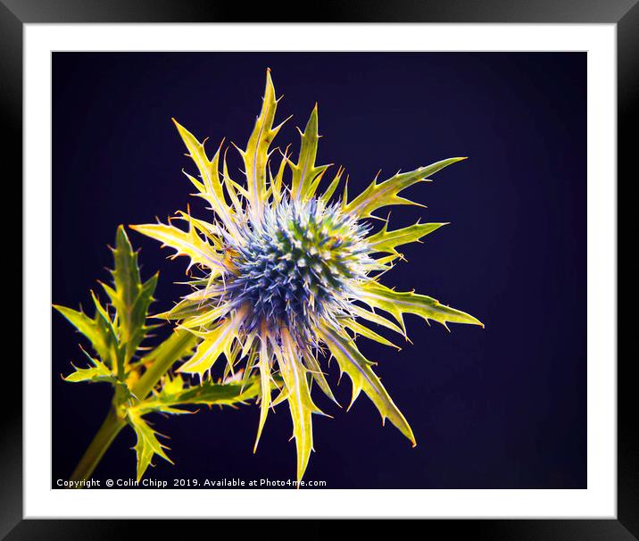 Sea holly Framed Mounted Print by Colin Chipp
