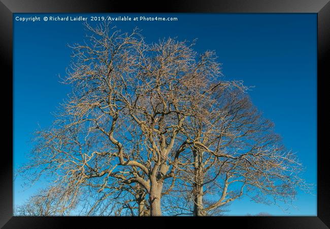 Bare Tree Silhouettes Framed Print by Richard Laidler