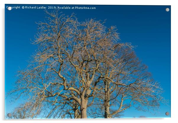Bare Tree Silhouettes Acrylic by Richard Laidler