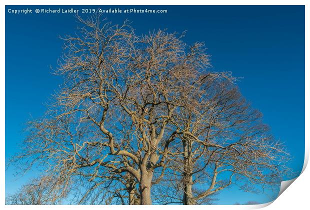 Bare Tree Silhouettes Print by Richard Laidler