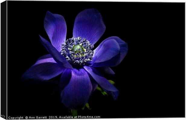 Dark Anemone Canvas Print by Ann Garrett