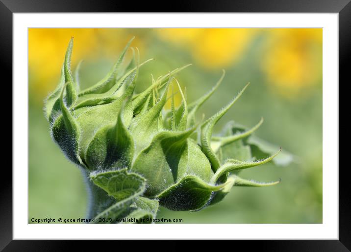 closed sunflower close up summer nature background Framed Mounted Print by goce risteski