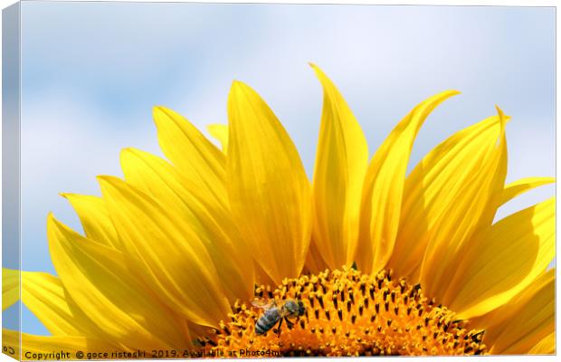 bee on sunflower summer season Canvas Print by goce risteski