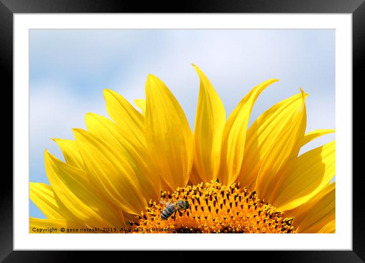 bee on sunflower summer season Framed Mounted Print by goce risteski
