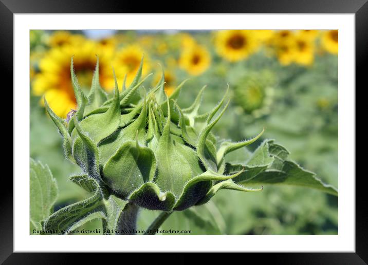 closed sunflower close up agriculture Framed Mounted Print by goce risteski