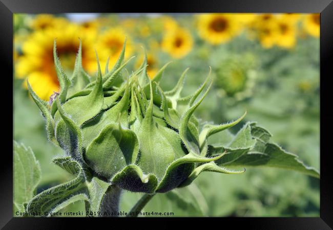 closed sunflower close up agriculture Framed Print by goce risteski