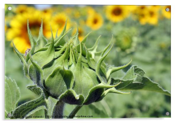 closed sunflower close up agriculture Acrylic by goce risteski