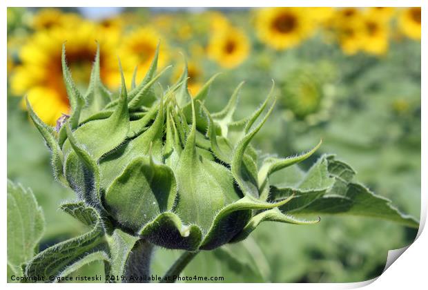 closed sunflower close up agriculture Print by goce risteski