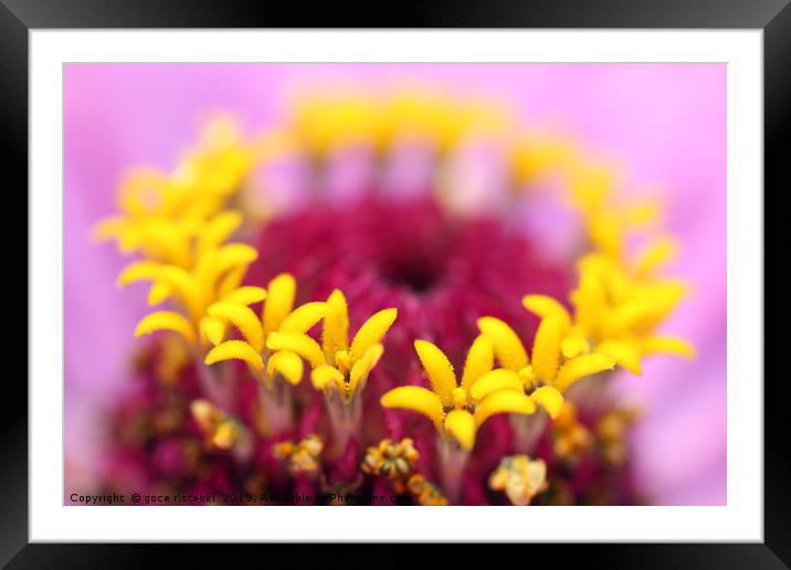 flower close up nature background  Framed Mounted Print by goce risteski