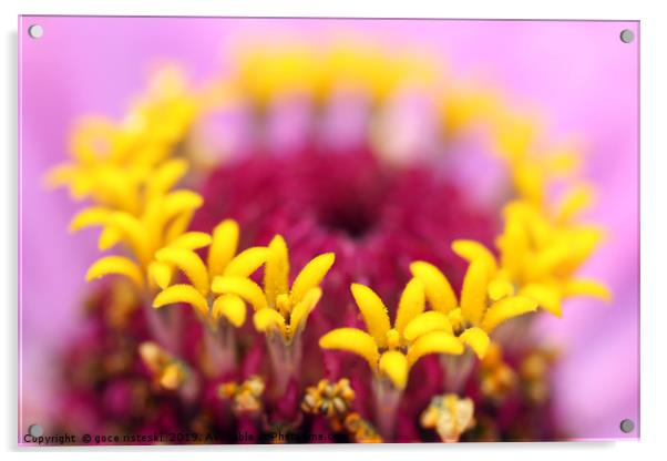 flower close up nature background  Acrylic by goce risteski