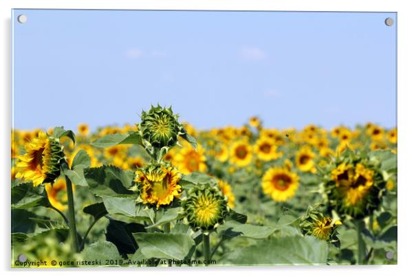 sunflower field summer season landscape Acrylic by goce risteski