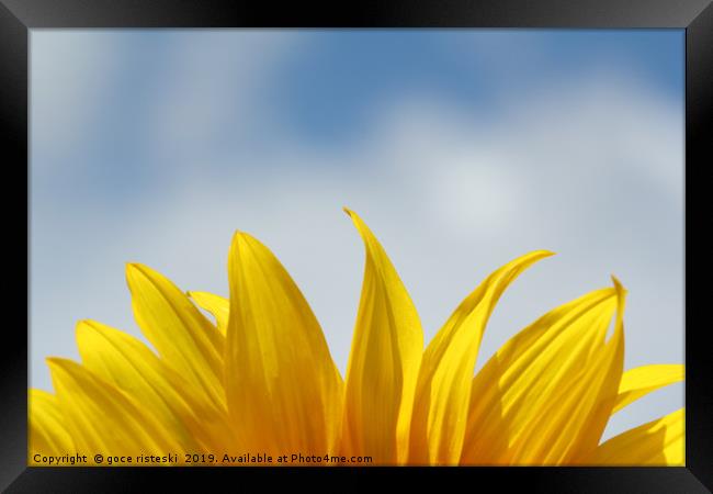 sunflower leaf and blue sky nature background  Framed Print by goce risteski