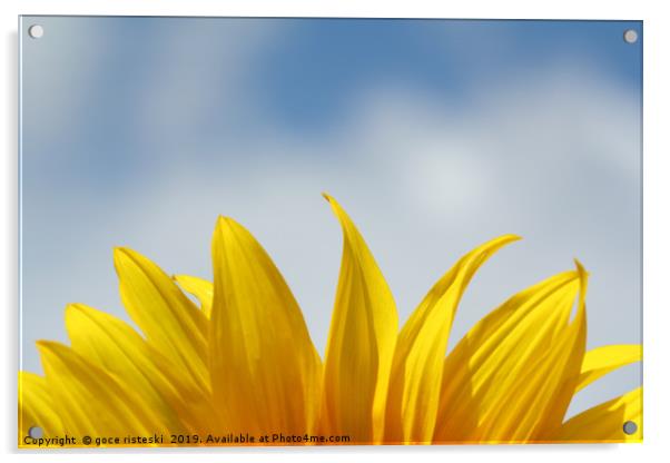 sunflower leaf and blue sky nature background  Acrylic by goce risteski