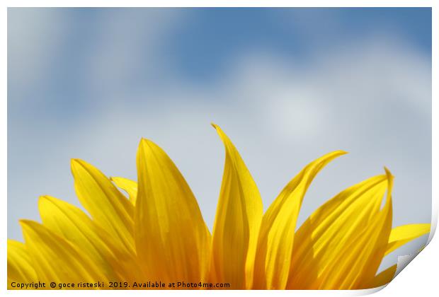 sunflower leaf and blue sky nature background  Print by goce risteski