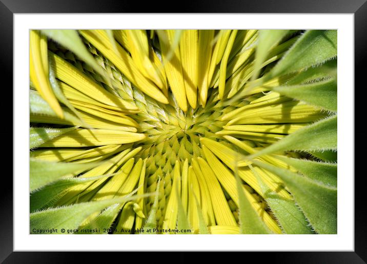 sunflower close up nature background Framed Mounted Print by goce risteski