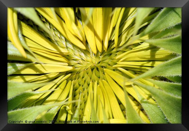 sunflower close up nature background Framed Print by goce risteski