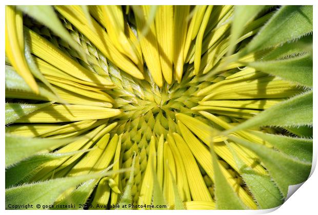 sunflower close up nature background Print by goce risteski