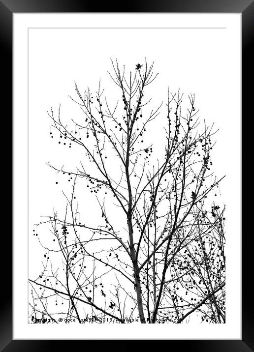 black and white tree branches autumn Framed Mounted Print by goce risteski
