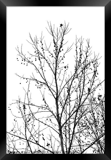 black and white tree branches autumn Framed Print by goce risteski