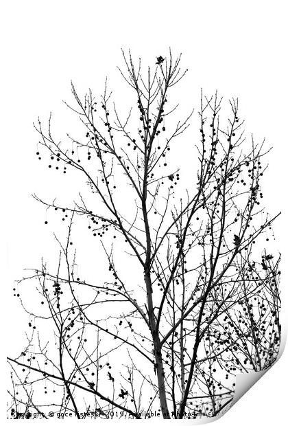 black and white tree branches autumn Print by goce risteski