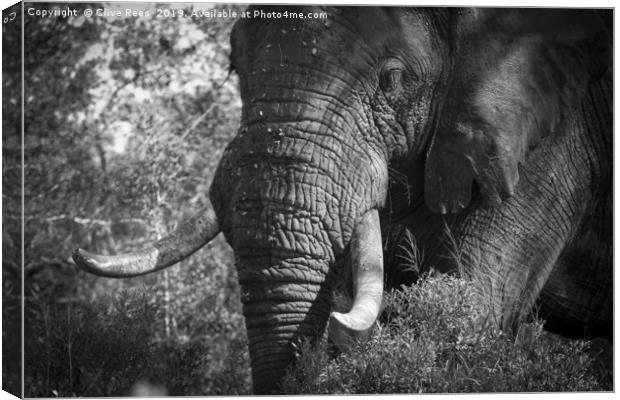 African Elephant Canvas Print by Clive Rees