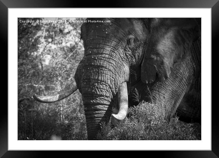 African Elephant Framed Mounted Print by Clive Rees