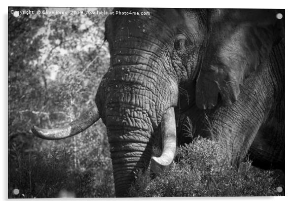African Elephant Acrylic by Clive Rees