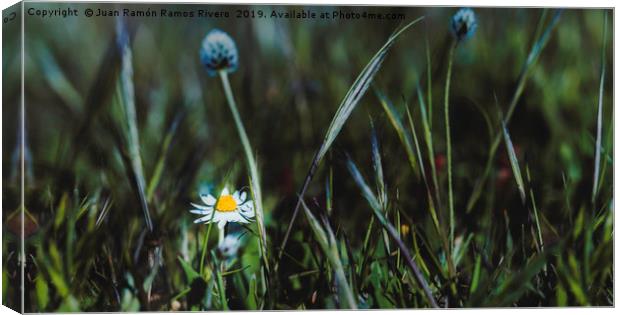 Close up of a Beautiful Daisy Flower Canvas Print by Juan Ramón Ramos Rivero