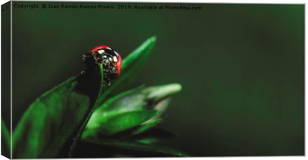 Ladybird on a sunny green leaf with green backgrou Canvas Print by Juan Ramón Ramos Rivero