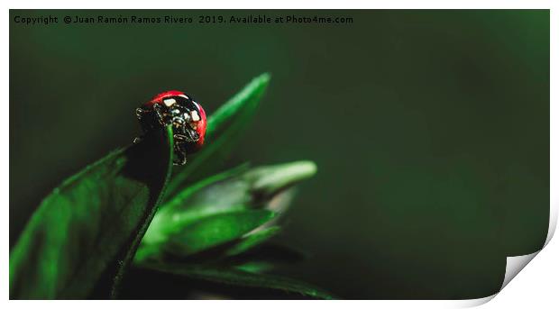 Ladybird on a sunny green leaf with green backgrou Print by Juan Ramón Ramos Rivero