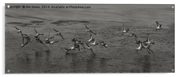 Small flock of Sanderlings in flight in B&W Acrylic by Jim Jones