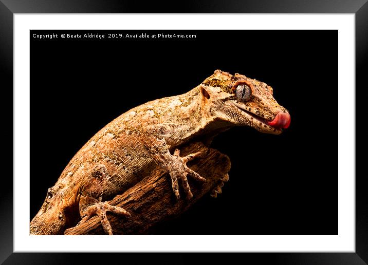 Gargoyle gecko (Rhacodactylus auriculatus) Framed Mounted Print by Beata Aldridge