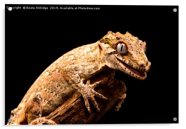 Gargoyle gecko (Rhacodactylus auriculatus) Acrylic by Beata Aldridge