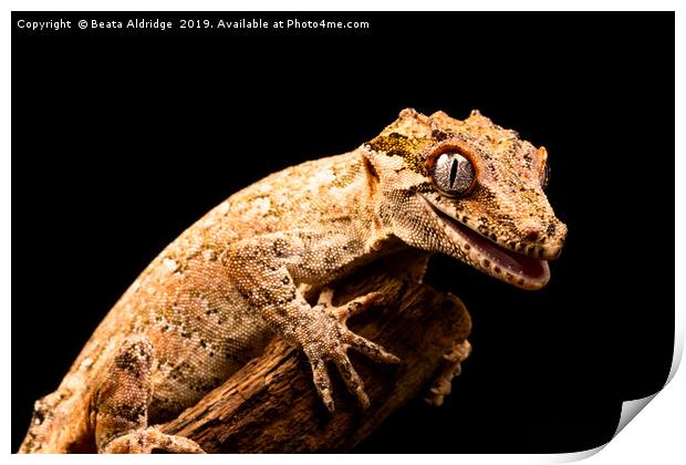 Gargoyle gecko (Rhacodactylus auriculatus) Print by Beata Aldridge
