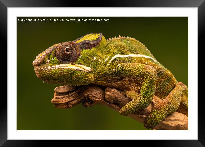 Panther chameleon (Furcifer pardalis) Framed Mounted Print by Beata Aldridge