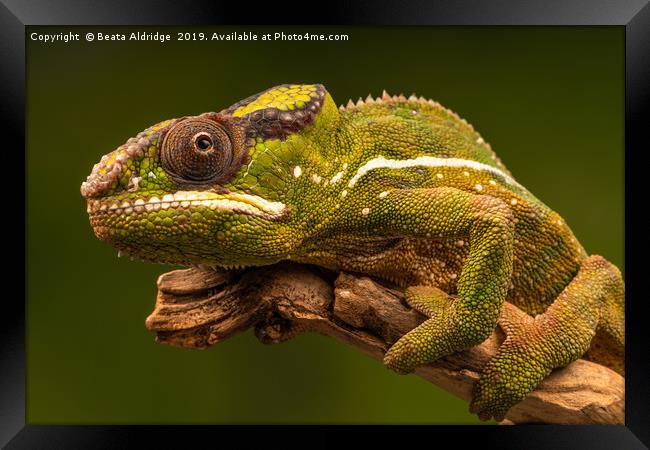 Panther chameleon (Furcifer pardalis) Framed Print by Beata Aldridge