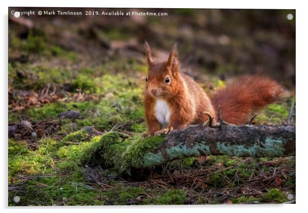 Inquisitive Squirrel Acrylic by Mark Tomlinson