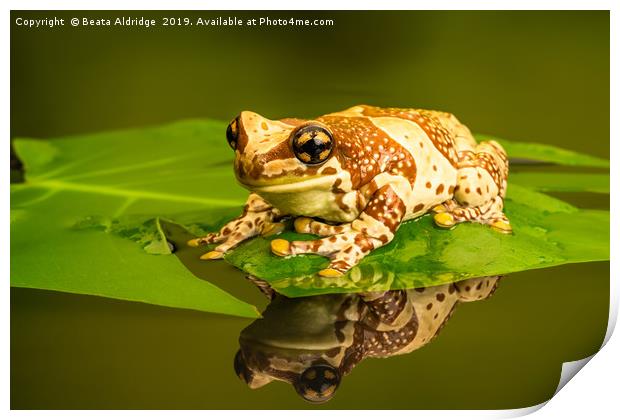 Amazon milk frog (Trachycephalus resinifictrix). Print by Beata Aldridge
