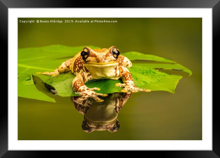 Amazon milk frog (Trachycephalus resinifictrix). Framed Mounted Print by Beata Aldridge