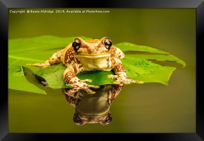 Amazon milk frog (Trachycephalus resinifictrix). Framed Print by Beata Aldridge