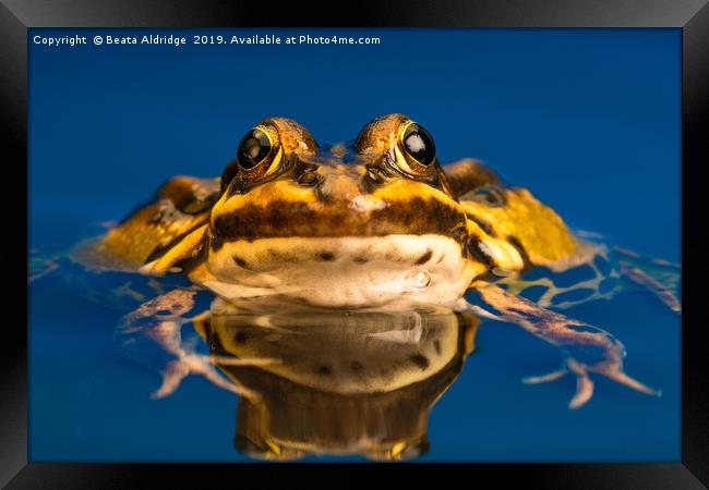 Common European frog (Pelophylax kl. esculentus) Framed Print by Beata Aldridge