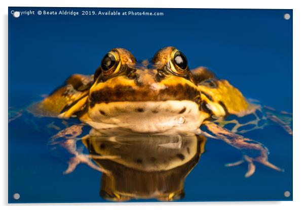 Common European frog (Pelophylax kl. esculentus) Acrylic by Beata Aldridge